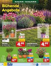 Ähnliche Zitronenbaum Angebote im Prospekt "Aktuelle Angebote" von Netto Marken-Discount in Kamp-Lintfort Ähnliche Angebote wie Zitronenbaum im Prospekt "Aktuelle Angebote" auf Seite 38 von Netto Marken-Discount in Kamp-Lintfort