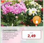 BBM Baumarkt Rhauderfehn - Chrysantheme Angebot im Prospekt Chrysantheme bei BBM Baumarkt im Rhauderfehn Prospekt für 2,49 €