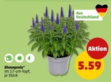 Ehrenpreis Angebote bei Penny Mannheim für 5,59 €