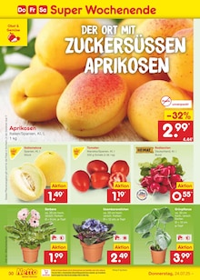 Pflanzen im aktuellen Netto Marken-Discount Prospekt (Bielefeld) Pflanzen im Netto Marken-Discount Prospekt "Aktuelle Angebote" mit 65 Seiten (Bielefeld)