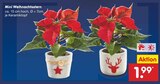 Mini Weihnachtsstern Angebote bei Netto Marken-Discount Kamp-Lintfort für 1,99 €