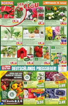 Blumentopf im aktuellen Norma Prospekt (Karlsruhe) Blumentopf im Norma Prospekt "Mehr fürs Geld" mit 20 Seiten (Karlsruhe)