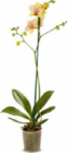 Phalaenopsis im Angebot bei Netto Marken-Discount in Kaiserslautern Phalaenopsis Angebote bei Netto Marken-Discount Kaiserslautern für 5,99 €