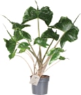 Plante verte en promo chez Lidl Caen à 24,99 €