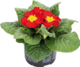 Primeln (Primula acaulis) im aktuellen Globus-Baumarkt Prospekt