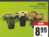 Hortensien im Angebot bei EDEKA in Erlangen Hortensien Angebote bei EDEKA Erlangen für 8,99 €