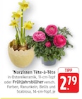 Aktuelles Narzissen Tête-à-Tête Angebot bei EDEKA in Heilbronn ab 2,79 €