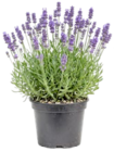 Lavendel im Angebot bei Thomas Philipps in Leverkusen Lavendel Angebote bei Thomas Philipps Leverkusen für 1,99 €