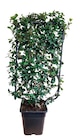 Truffaut Saint-Fargeau-Ponthierry - Promo Trachelospermum Jasminoides espalier Promo Trachelospermum Jasminoides espalier à 69,99 € dans le catalogue Truffaut à Saint-Fargeau-Ponthierry