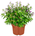 Japanische Scheinmyrthe-Trio im Angebot bei Kaufland in Stendal Japanische Scheinmyrthe-Trio Angebote bei Kaufland Stendal für 1,99 €