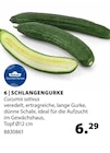 Schlangengurke im Angebot bei Dehner Garten-Center in Ulm Schlangengurke Angebote bei Dehner Garten-Center Ulm für 6,29 €