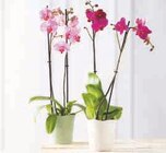 Orchidée 2 Tiges en promo chez Super U Perpignan à 10,99 €