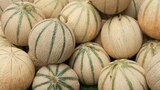 Norma Eckbolsheim - Promo Melons Promo Melons à 1,24 € dans le catalogue Norma à Eckbolsheim