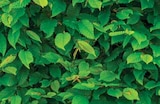 Hainbuche im Angebot bei Dehner Garten-Center in Nürnberg Hainbuche Angebote bei Dehner Garten-Center Nürnberg für 9,99 €