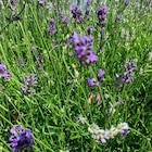 Promo Lavande Angustifolia Dwarf Blue à fleurs bleues. Le pot de 3 litres à 8,99 € dans le catalogue Botanic à Annemasse