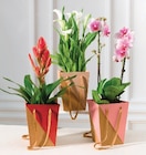 Plante fleurie - Hyper U à Charleville-Mézières Plante fleurie en promo chez Hyper U Charleville-Mézières à 8,99 €
