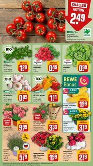 Pflanzen im REWE Prospekt "Dein Markt" mit 28 Seiten (Bielefeld)