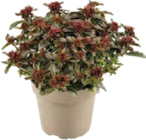 Fetthenne (Sedum) Angebote bei Globus-Baumarkt Oldenburg für 2,99 €