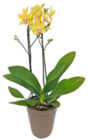 Orchidee im Keramik-Übertopf Angebote bei Kaufland Bremerhaven für 10,99 €