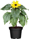 Sonnenblume (Helianthus annuus „Sunsation“) für 2,99 € bei Globus-Baumarkt im Angebot Sonnenblume (Helianthus annuus „Sunsation“) im aktuellen Globus-Baumarkt Prospekt