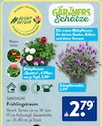 Frühlingstraum Angebote von GARDENLINE bei ALDI SÜD München für 2,79 €