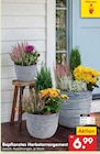 Bepflanztes Herbstarrangement Ø 15 cm im Angebot bei Netto Marken-Discount in Magdeburg Bepflanztes Herbstarrangement Ø 15 cm Angebote bei Netto Marken-Discount Magdeburg für 6,99 €