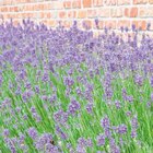 Lavendel Angebote bei Hornbach Erlangen für 7,99 €