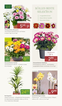 Chrysantheme im aktuellen Pflanzen Kölle Prospekt (Hamburg) Chrysantheme im Pflanzen Kölle Prospekt "ANGEBOTE" mit 14 Seiten (Hamburg)