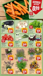 REWE Blumen im Prospekt REWE Blumen im Prospekt