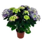 Aktuelle Lavendel Angebote bei Marktkauf in Hamburg Aktuelles Hortensien Angebot bei Marktkauf in Hamburg ab 9,99 âŹ
