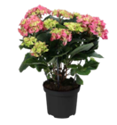 Gartenhortensie Angebote von GARDENLINE bei ALDI SÜD Neu-Ulm für 5,99 €