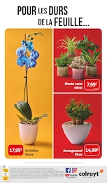 Offre Fleurs dans le catalogue Colruyt du moment à la page 8