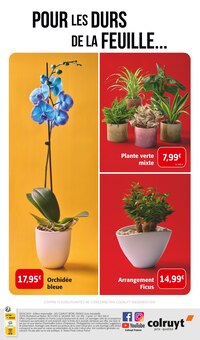 Promo Orchidée dans le catalogue Colruyt du moment à la page 8