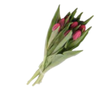 7er Tulpen von  im aktuellen EDEKA Prospekt für 2,79 €