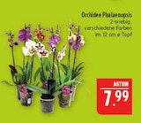 Aktuelles Orchidee Phalaenopsis Angebot bei Marktkauf in Nürnberg ab 7,99 €
