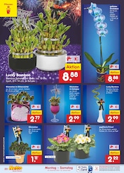 Ähnliche Angebote wie Grabpflege im Prospekt "Aktuelle Angebote" auf Seite 30 von Netto Marken-Discount in Rostock