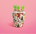 Jacinthe 3 bulbes pot 12 cm dans le catalogue Netto
