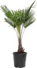 Hanfpalme (Trachycarpus fortunei) Angebote bei Globus-Baumarkt Homburg für 79,99 €