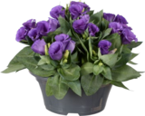 Eustoma en coupe "lisianthus" - Lidl à Levallois-Perret Eustoma en coupe "lisianthus" en promo chez Lidl Levallois-Perret à 6,95 €