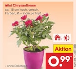 Mini Chrysantheme bei Netto Marken-Discount im Dinkelscherben Prospekt für 0,99 €