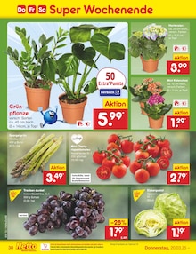 Blumen im Netto Marken-Discount Prospekt "Aktuelle Angebote" mit 62 Seiten (Münster)