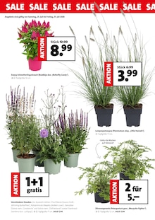 Blumen Ostmann Prospekt der KW 30 "SALE" Aktueller Blumen Ostmann Prospekt "SALE" Seite 2 von 4 Seiten