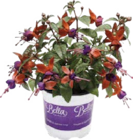 Globus-Baumarkt Magdeburg - Fuchsien (Fuchsia) Angebot im Prospekt Fuchsien (Fuchsia) bei Globus-Baumarkt im Magdeburg Prospekt für 1,99 €