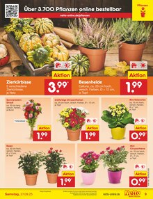 Blumen im Netto Marken-Discount Prospekt "Aktuelle Angebote" mit 59 Seiten (Oberhausen)