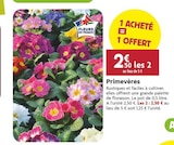 Promo Primevères à 2,50 € dans le catalogue LaMaison.fr à Alençon
