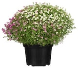 Aster Angebot in Elze Aster im aktuellen Prospekt bei REWE in Elze