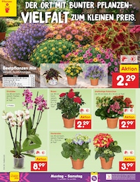 Pflanzen Angebot & Preis im aktuellen Netto Marken-Discount Prospekt Pflanzen Angebot im aktuellen Netto Marken-Discount Prospekt auf Seite 42