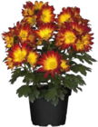 Chrysanthemen im Angebot bei Globus-Baumarkt in Wolfsburg Chrysanthemen Angebote bei Globus-Baumarkt Wolfsburg für 2,99 €