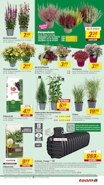Kirschlorbeer im toom Baumarkt Prospekt in Bielefeld Aktueller toom Baumarkt Prospekt mit Kirschlorbeer, "Respekt, wer's selber macht.", Seite 3