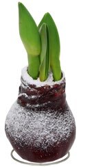 Amaryllis mit Wachsfuß bei ALDI SÜD in Offenbach Amaryllis mit Wachsfuß im Angebot bei ALDI SÜD Offenbach für 5,99 €